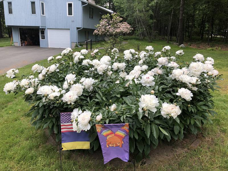 [ Peonies in bloom ]